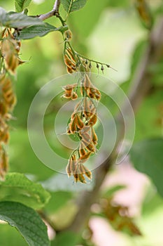 Epaulette tree Pterostyrax hispidus, small ribbed pending fruits photo